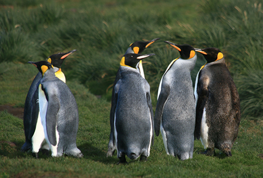 G&G Calls for Help to Save the Penguins